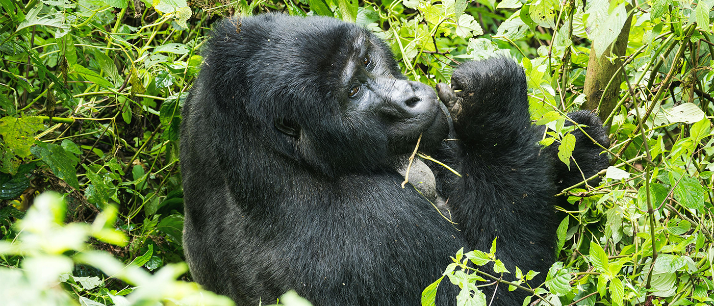 A-Gorilla-busy-eating
