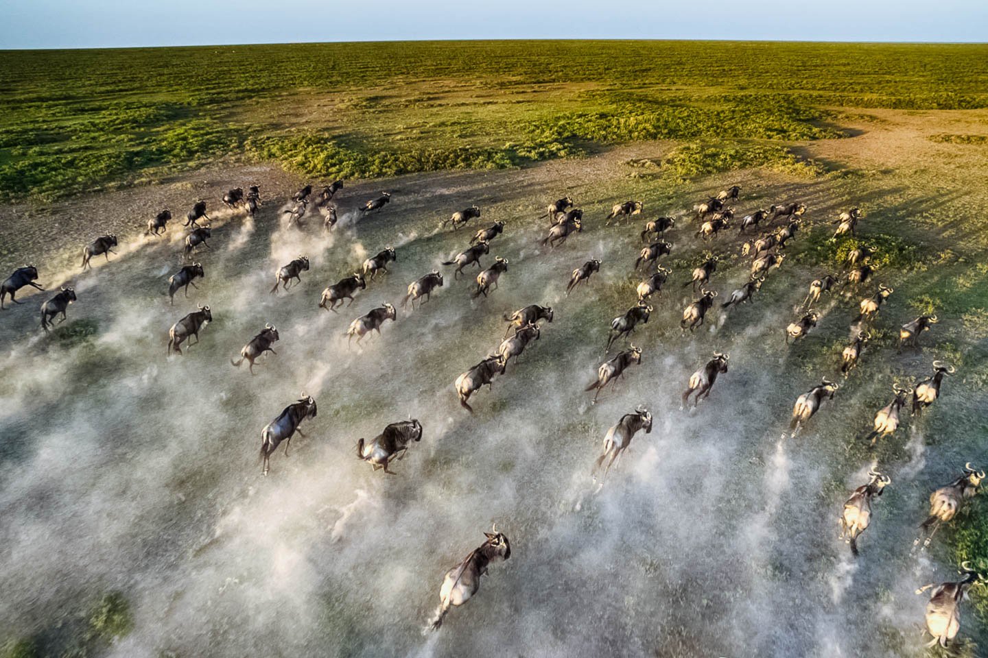 Great Wildebeest Migration