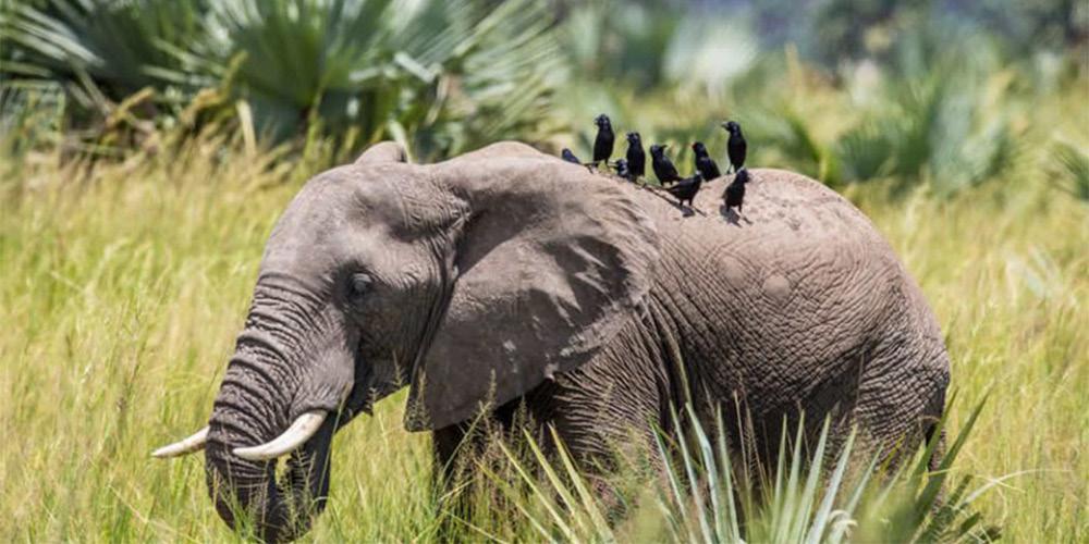 The best seasons totravel to Africa