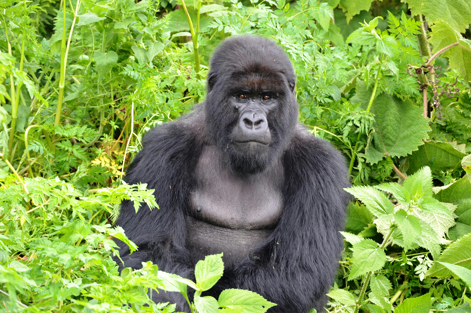 Gorilla-Trekking-Safari