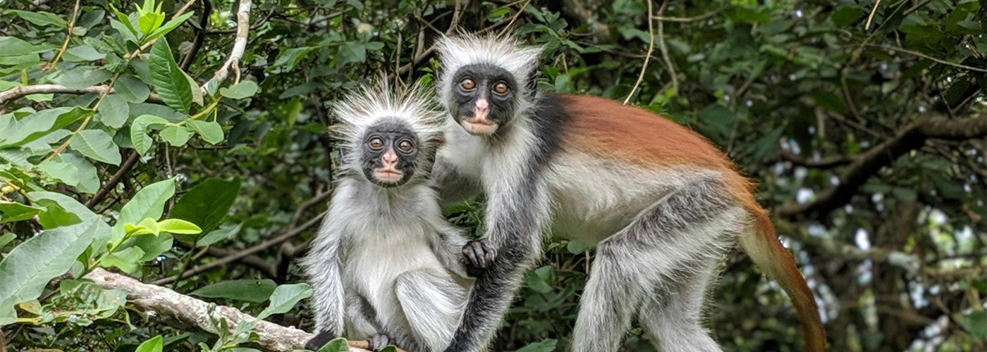 Jozani Chwaka Bay National Park