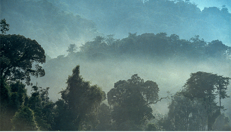 Nyungwe National Park