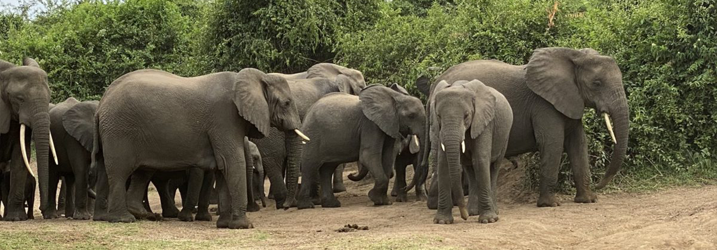 Queen Elizabeth National Park