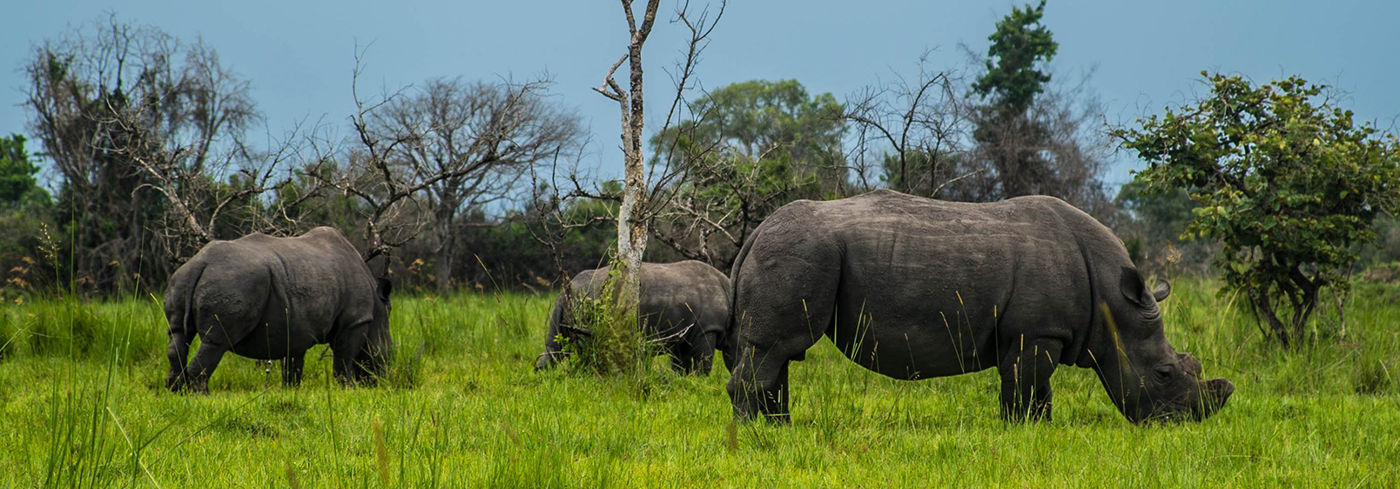 Ziwa Rhino Sanctuary