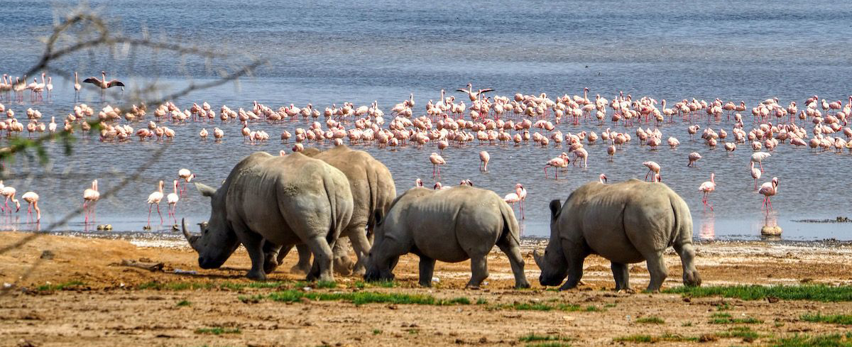 Lake Nakuru National Park